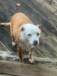 Found/Stray Female Dog last seen Fanning bridge , Fletcher, NC 28732