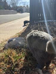 Found/Stray Unknown Cat last seen Columbia middle school and west man , Aurora, CO 80013