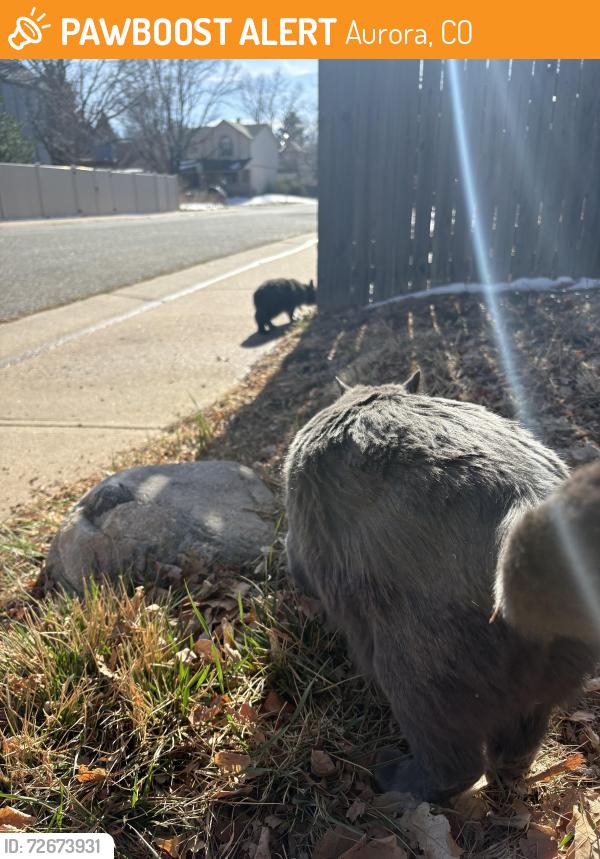 Found/Stray Unknown Cat last seen Columbia middle school and west man , Aurora, CO 80013