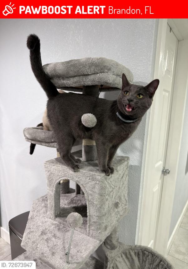 Lost Female Cat last seen Casa, Brandon, FL 33510