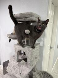 Lost Female Cat last seen Casa, Brandon, FL 33510