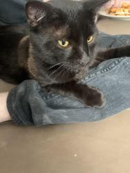Lost Male Cat last seen next to the apmts numbered 810-815, Coppell, TX 75063