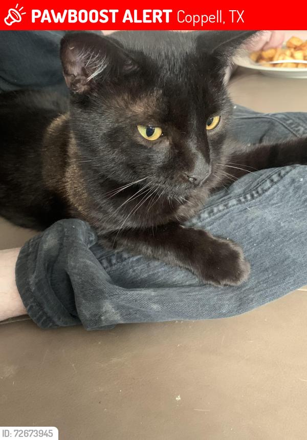 Lost Male Cat last seen next to the apmts numbered 810-815, Coppell, TX 75063