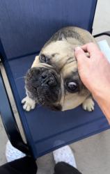 Lost Male Dog last seen Brookurst, Adams , Huntington Beach, CA 92646
