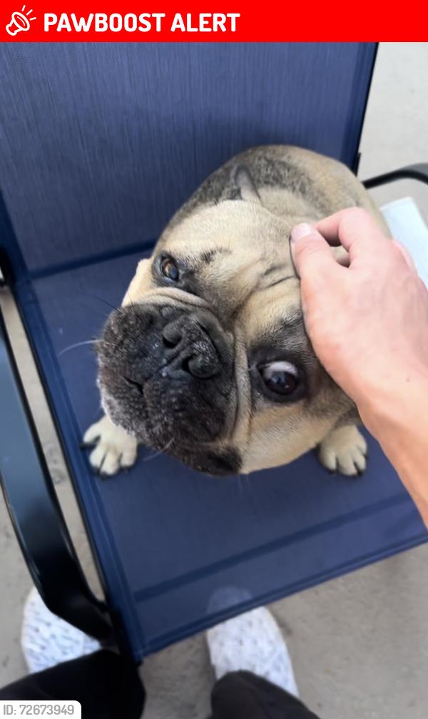 Lost Male Dog last seen Brookurst, Adams , Huntington Beach, CA 92646