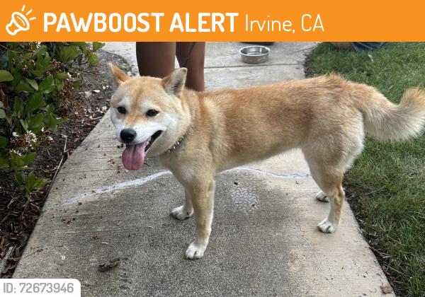 Found/Stray Unknown Dog last seen Briarwood & W Yale Loop, Irvine, CA 92604