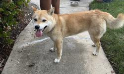Found/Stray Unknown Dog last seen Briarwood & W Yale Loop, Irvine, CA 92604