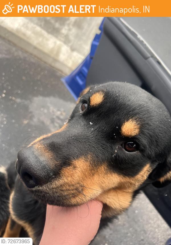 Found/Stray Male Dog last seen Near Rush Truck Centers, Indianapolis, IN 46227