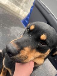 Found/Stray Male Dog last seen Near Rush Truck Centers, Indianapolis, IN 46227