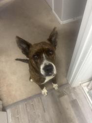 Found/Stray Male Dog last seen Hunt Highway, Anthem Merrill Ranch, Florence, AZ 85132