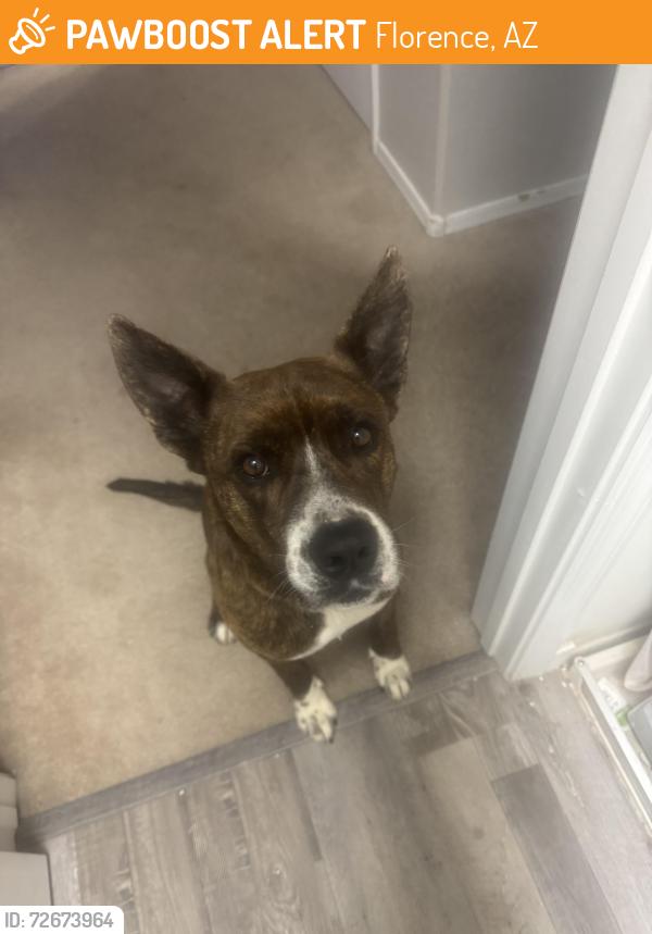 Found/Stray Male Dog last seen Hunt Highway, Anthem Merrill Ranch, Florence, AZ 85132