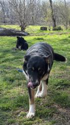 Lost Male Dog last seen ran out of the driveway , Bristol, TN 37620