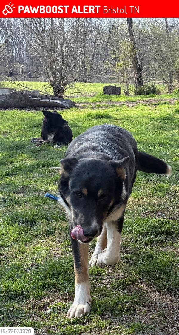 Lost Male Dog last seen ran out of the driveway , Bristol, TN 37620