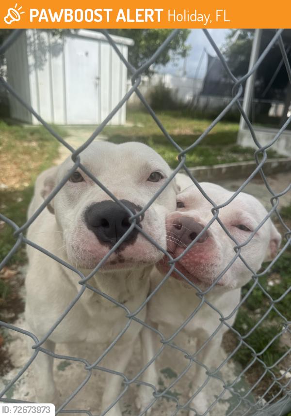 Found/Stray Unknown Dog last seen Gaslight ave, Holiday, FL 34690