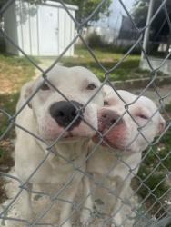 Found/Stray Unknown Dog last seen Gaslight ave, Holiday, FL 34690