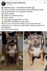 Lost Female Dog last seen Dulles Rd, Le Violon, Acadiana High School , Lafayette, LA 70506