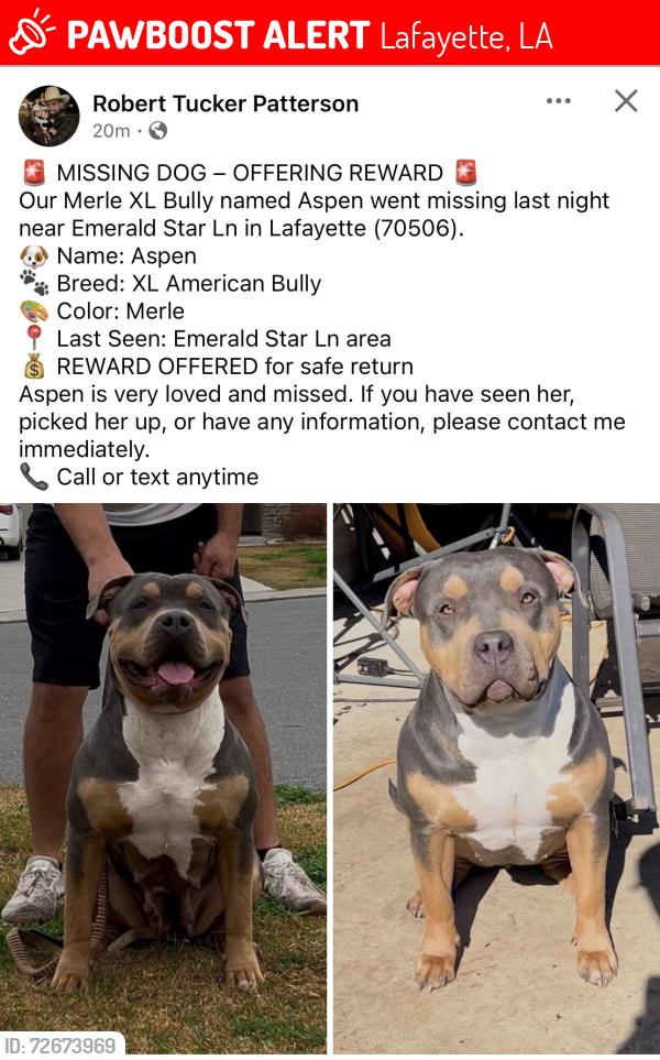 Lost Female Dog last seen Dulles Rd, Le Violon, Acadiana High School , Lafayette, LA 70506