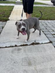 Found/Stray Male Dog last seen West Park road, Hollywood, FL 33021