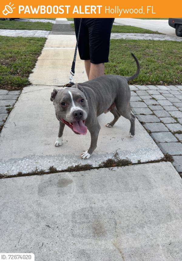 Found/Stray Male Dog last seen West Park road, Hollywood, FL 33021
