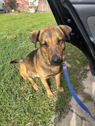 Found/Stray Male Dog last seen S star stop x Buffalo speedway , Houston, TX 77045