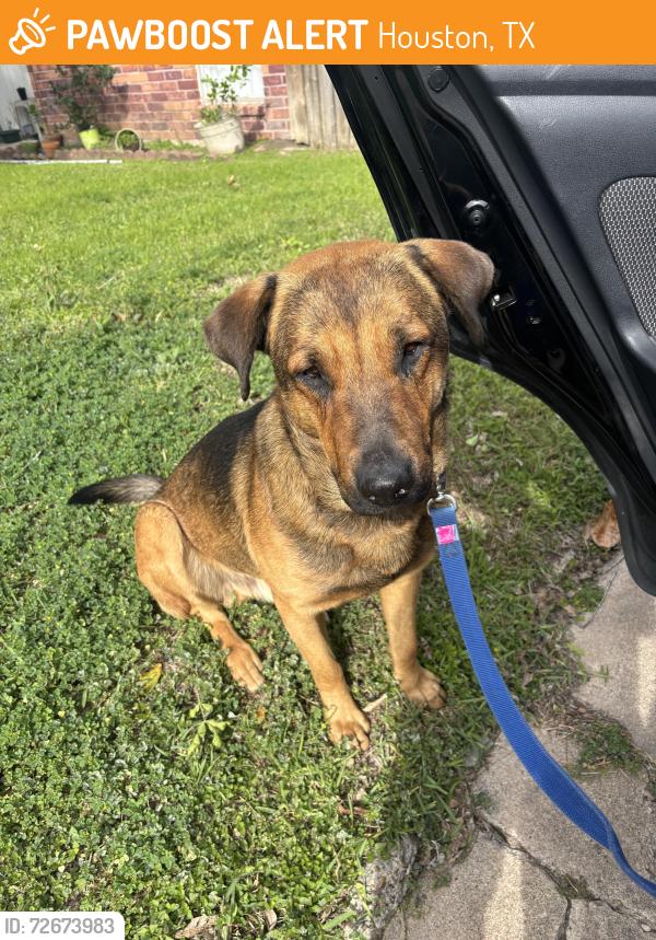 Found/Stray Male Dog last seen S star stop x Buffalo speedway , Houston, TX 77045