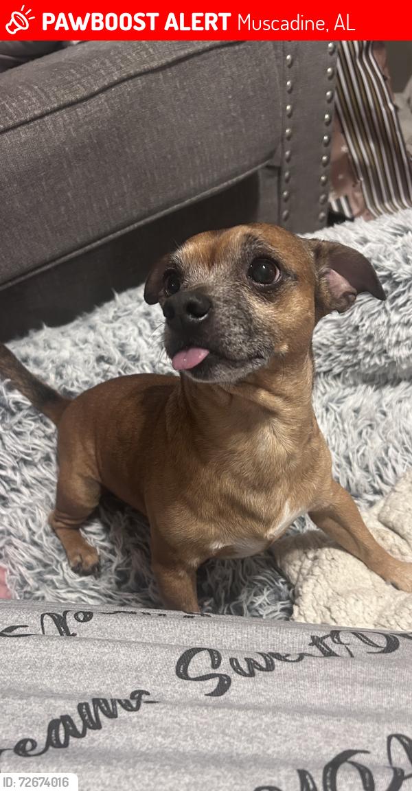 Lost Male Dog last seen Bethel United Methodist Church, Muscadine, AL 36269