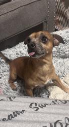 Lost Male Dog last seen Bethel United Methodist Church, Muscadine, AL 36269