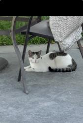 Found/Stray Unknown Cat last seen Near block of Mankato St, Chula Vista, CA 91910