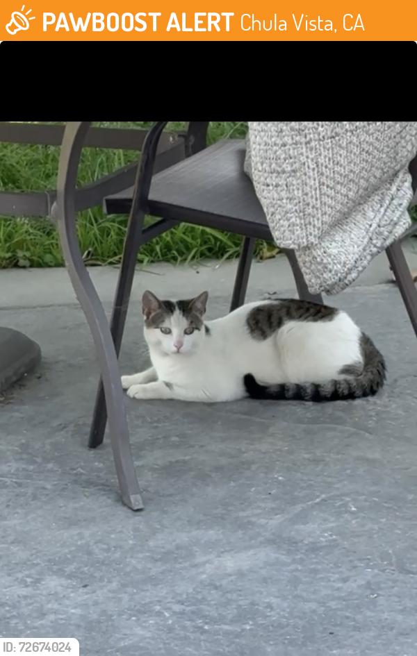 Found/Stray Unknown Cat last seen Near block of Mankato St, Chula Vista, CA 91910