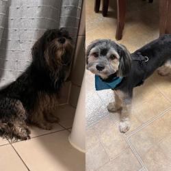 Found/Stray Male Dog last seen 23rd & Leavitt, Chicago, IL 60608