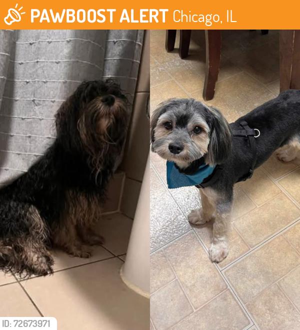 Found/Stray Male Dog last seen 23rd & Leavitt, Chicago, IL 60608