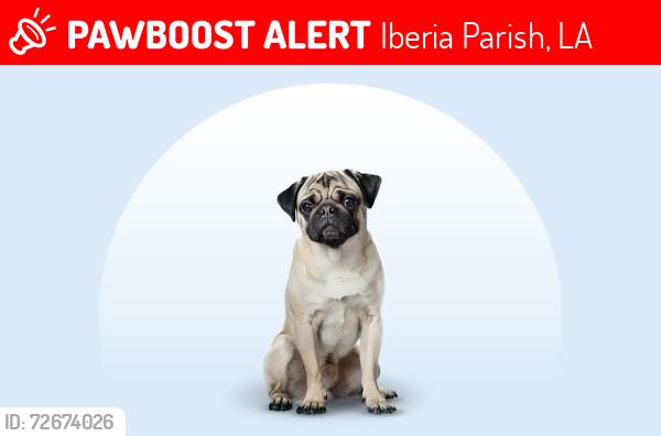 Lost Male Dog last seen Angel paws, Iberia Parish, LA 70563