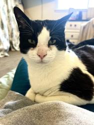 Lost Male Cat last seen Menifee Rd, Heritage Lake Rd, Menifee, CA 92585