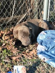 Found/Stray Male Dog last seen Pie hole, Tulsa, OK 74104