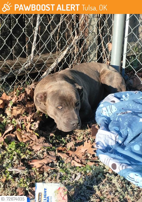 Found/Stray Male Dog last seen Pie hole, Tulsa, OK 74104