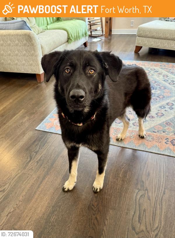 Found/Stray Female Dog last seen Ridglea & Curzon, Fort Worth, TX 76116