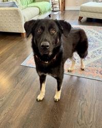 Found/Stray Female Dog last seen Ridglea & Curzon, Fort Worth, TX 76116
