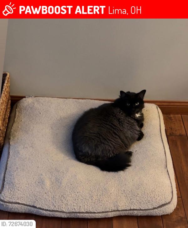 Lost Male Cat last seen Lost creek neighborhood , Lima, OH 45804