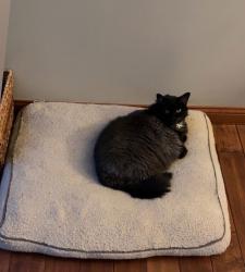 Lost Male Cat last seen Lost creek neighborhood , Lima, OH 45804
