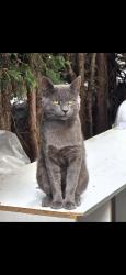 Lost Male Cat last seen houses and park, Lozells, England B19