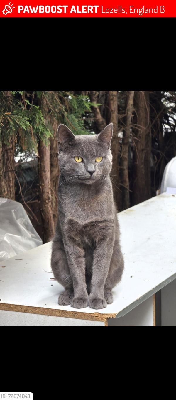Lost Male Cat last seen houses and park, Lozells, England B19