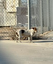 Found/Stray Female Dog last seen Airport Dr/Ann Arbor, Bakersfield, CA 93308
