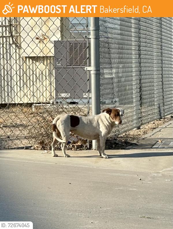Found/Stray Female Dog last seen Airport Dr/Ann Arbor, Bakersfield, CA 93308