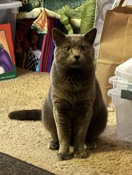 Lost Male Cat last seen Payne Avenue, Taiwanese American Presbyterian Church, San Jose, CA 95117