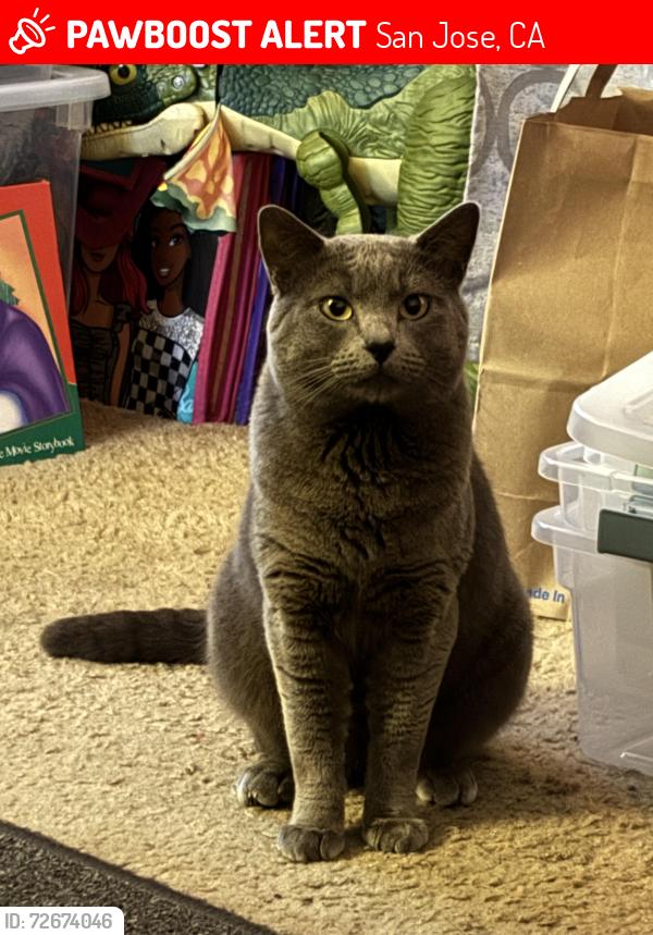 Lost Male Cat last seen Payne Avenue, Taiwanese American Presbyterian Church, San Jose, CA 95117