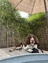 Lost Male Dog last seen Laurel st & Constantinople St, New Orleans, LA 70115