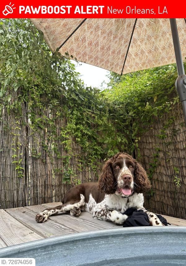 Lost Male Dog last seen Laurel st & Constantinople St, New Orleans, LA 70115