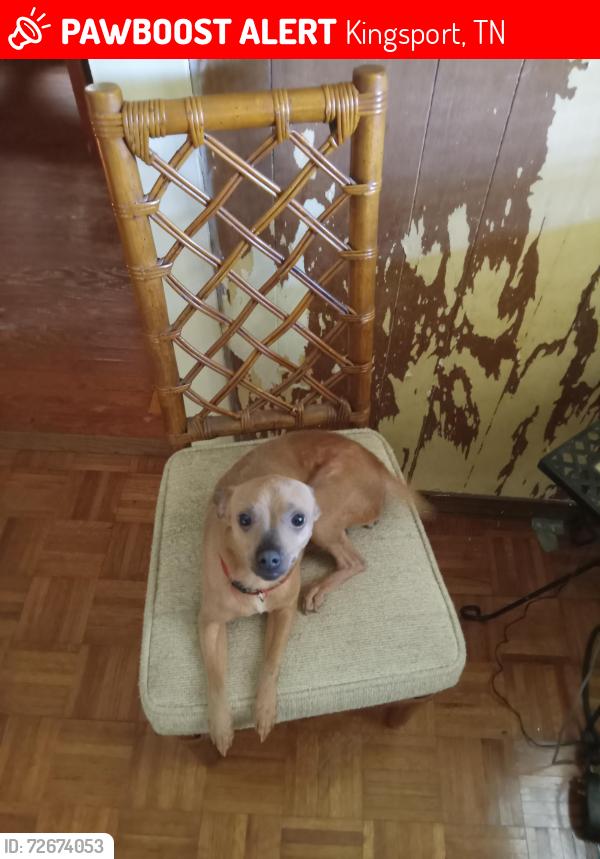 Lost Female Dog last seen Near N Eastman rd Kingsport tn, Kingsport, TN 37663