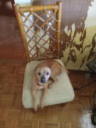 Lost Female Dog last seen Near N Eastman rd Kingsport tn, Kingsport, TN 37663