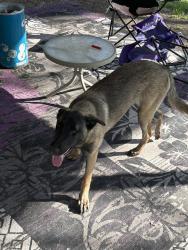 Found/Stray Female Dog last seen Trail lake , Fort Worth, TX 76133